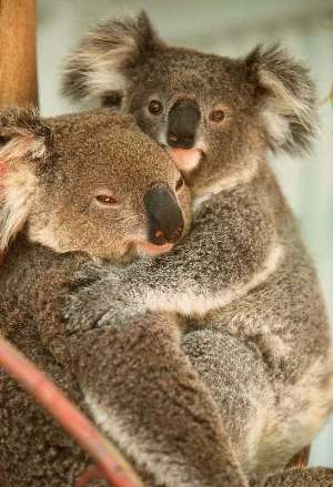 adorable koala