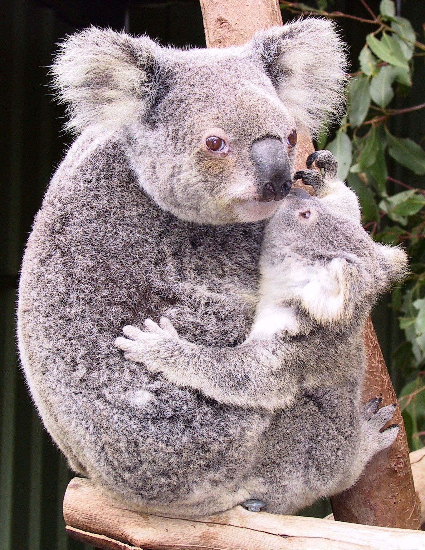 adorable koala