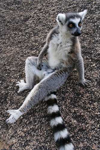 Madagascar - Comment les lémuriens finissent dans les assiettes
